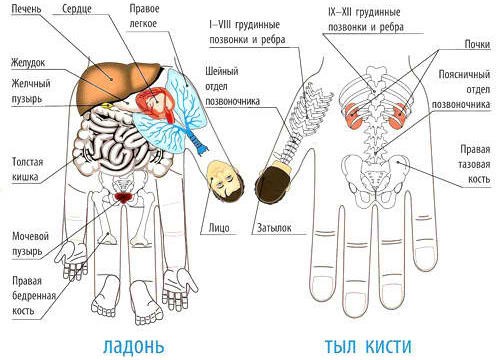 Проекция внутренних органов на кисти